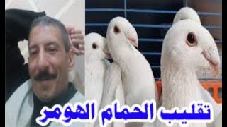 تقليب الحمام الهومر .. مع أهم المواصفات الفياسية الواجب توافرها فى فرد الحمام