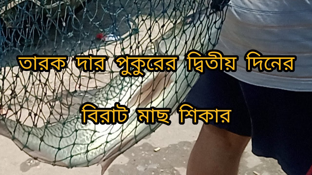 তারক দার পুকুরের মৃগেল মাছ শিকার। Pond Fishing । Big Fishing Video @netfishing 