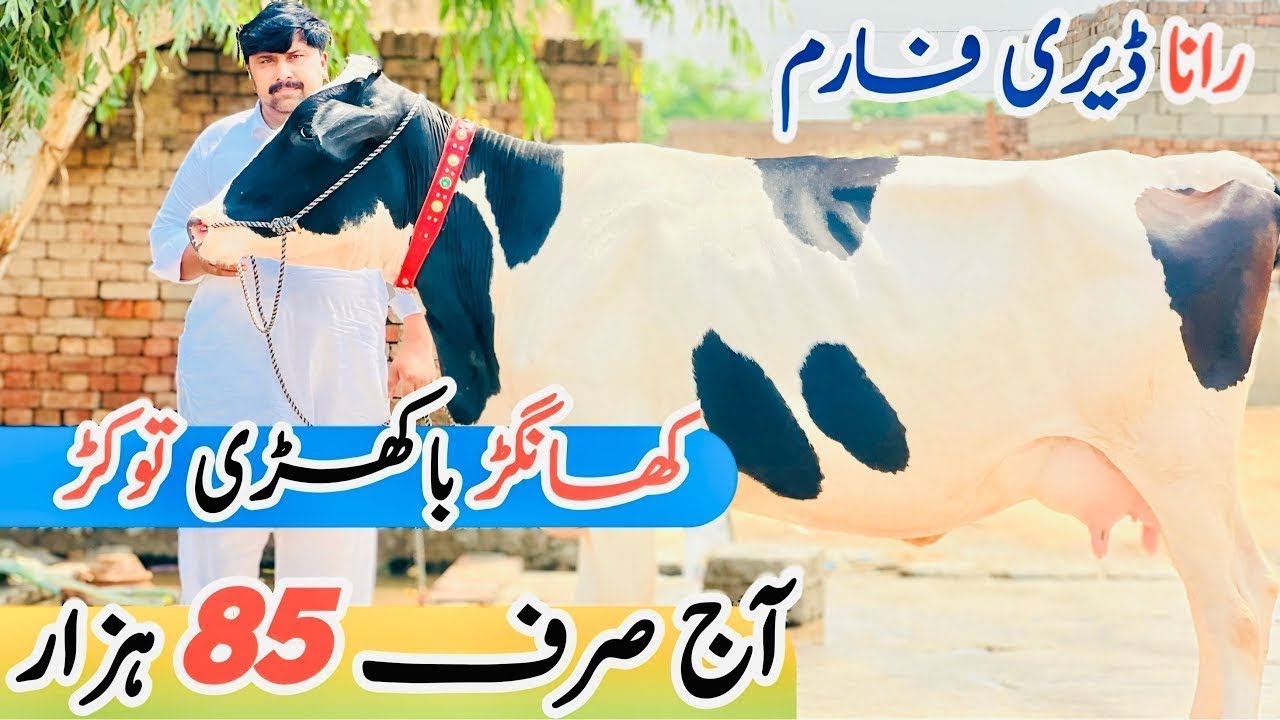 85 Hazaar Ki Imported Holstein Heifer| Rana Dairy Farm | Best Milk Cow for Sale 🐄