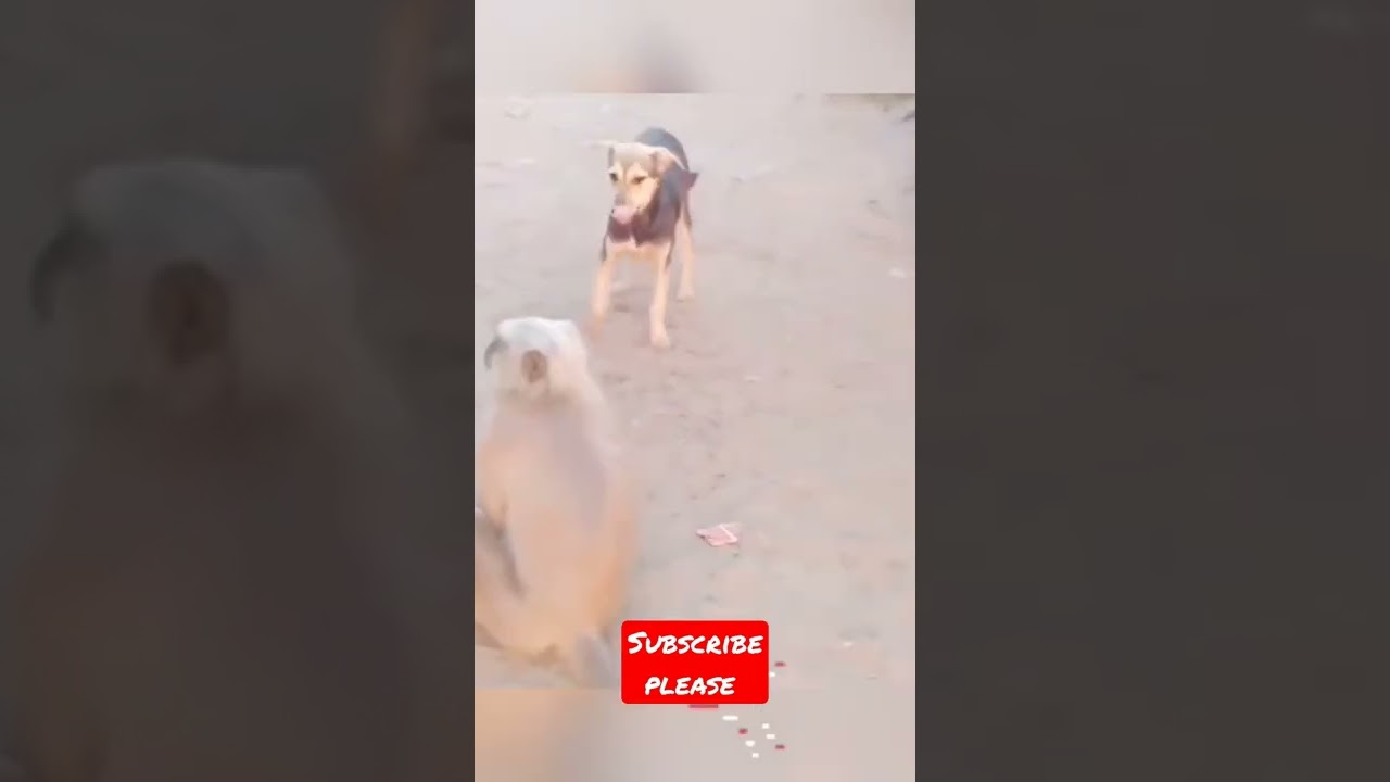 Best Of Funny Animals Acting Like Humans Compilation | Full video link 