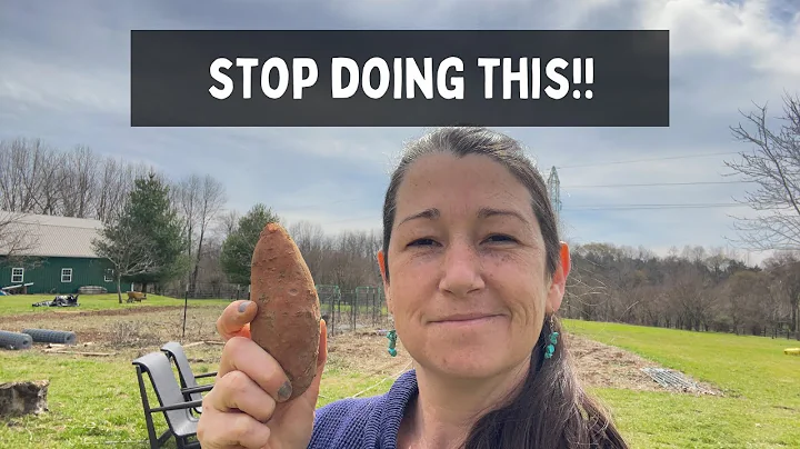 Easiest Sweet Potatoes Ever | Homestead VLOG
