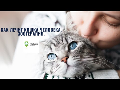 Как лечит кошка человека. Зоотерапия.