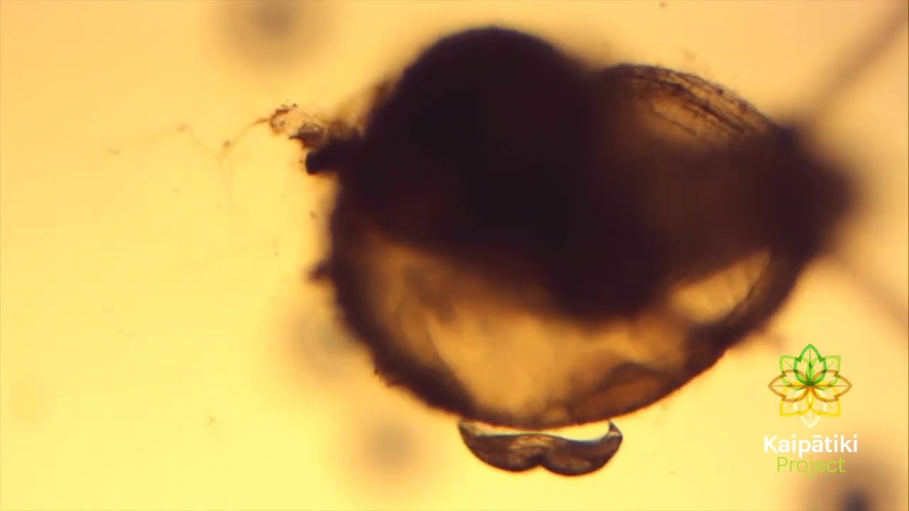 When a Kākahi 'Hitchhiker' Chooses the Wrong Ride