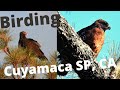 Birding Cuyamaca State Park, California. 18 Species!