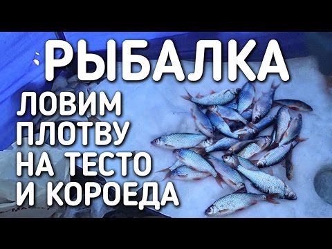 ловля плотвы на короеда