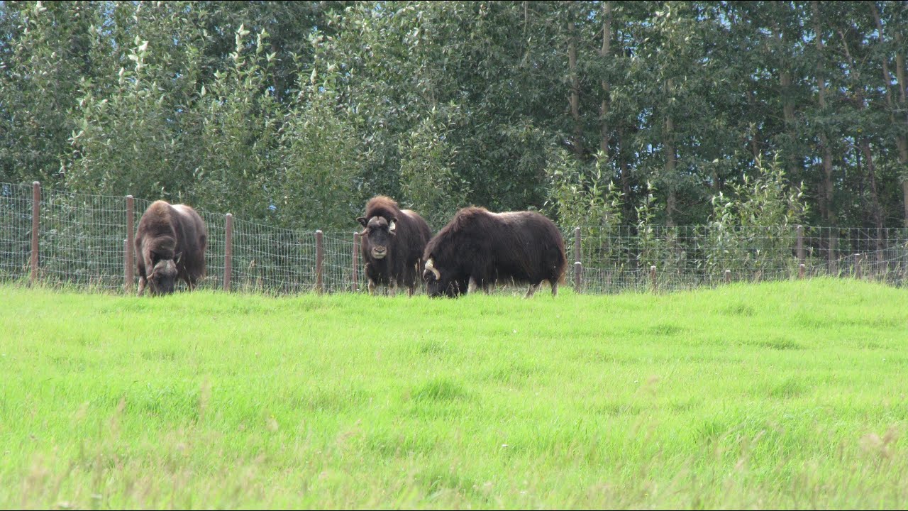 Wandering Alaska and NW Canada / Episode 4 From Palmer over Hatcher