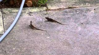 Lizards Battling Almost