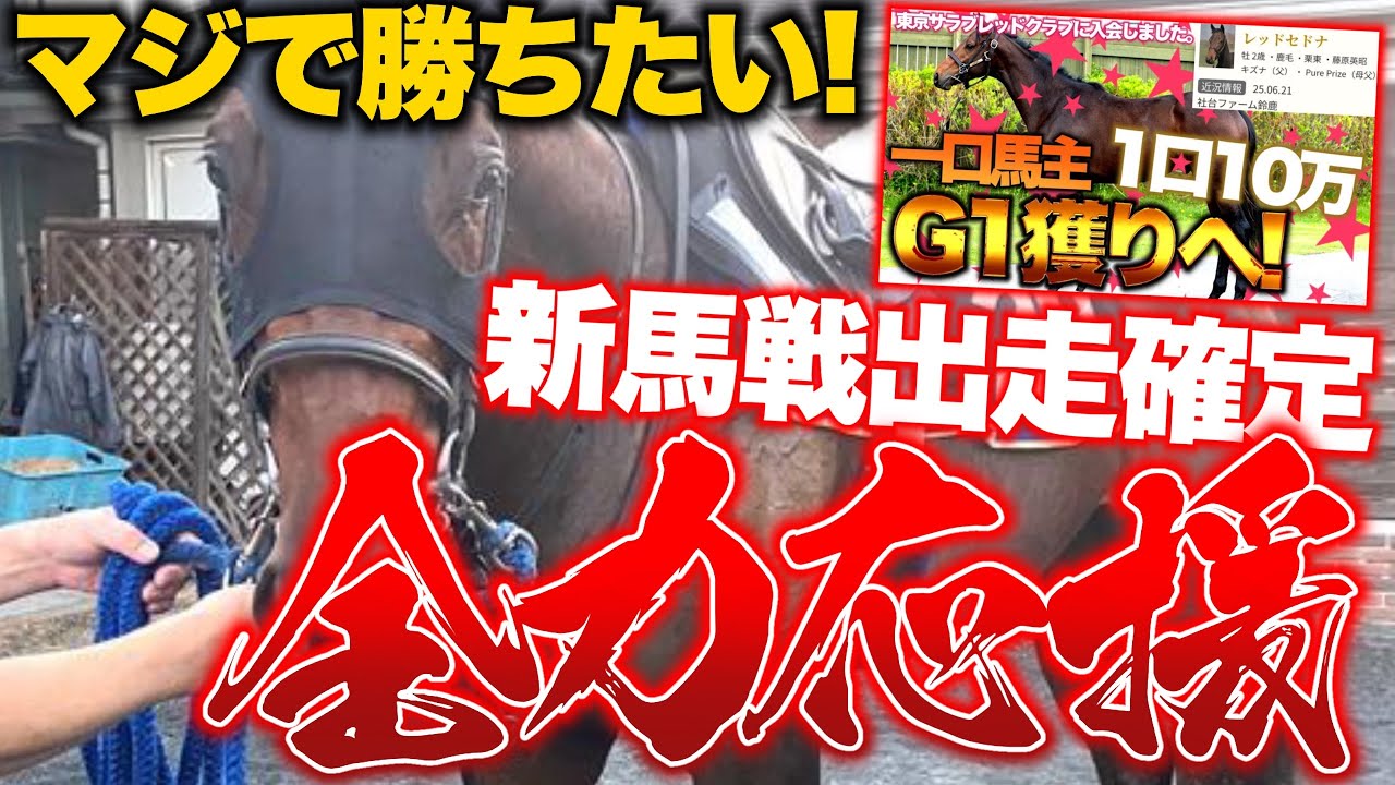 【一口馬主】出資馬のデビューが確定！マジで勝って欲しいので全力応援します！！