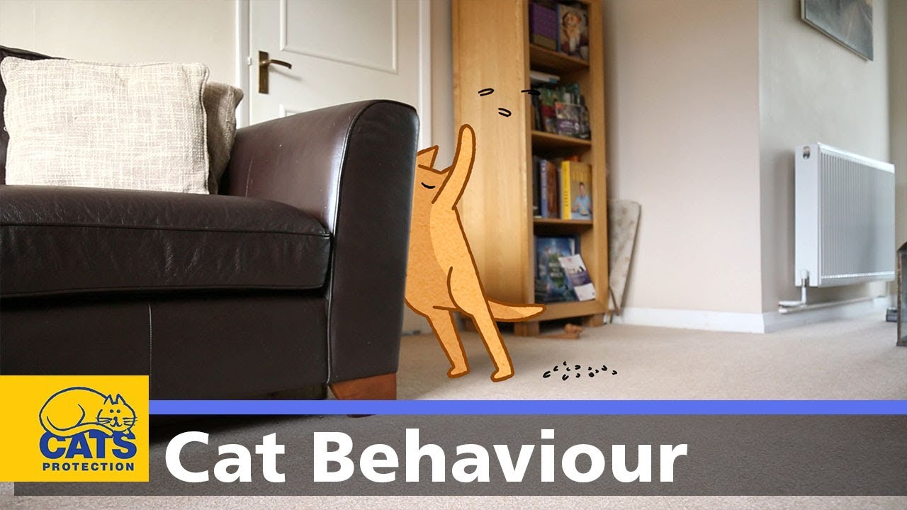 understanding your cat's behaviour 🐱 Cats and scratching | Behaviour guides: Episode three