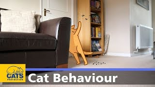 ๐ฑ Cats and scratching | Cats Protection behaviour guides