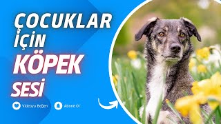 Çocuklar İçin Köpek Sesi | Köpek Havlaması | Dog Barking Sound | Angry Dog Sound | Relaxation Sound Resimi