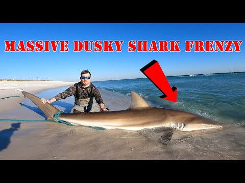 MASSIVE Dusky Shark FRENZY | Shark Fishing (Destin, FL) 2020