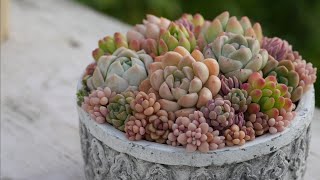 550【寄せ植えのお手入れとつくり方】水やり、置き場所、いろいろ