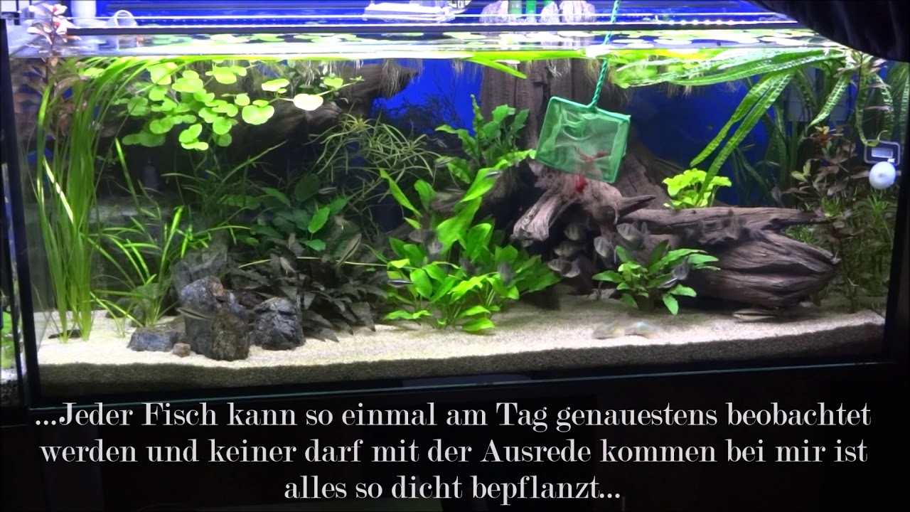 Aquarium Tipps und Tricks Gesundheitscheck YouTube