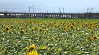 ドクターイエロー_20120817
