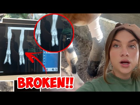 My Goat Broke Her Leg!! | Animal Emergency At The Farm!