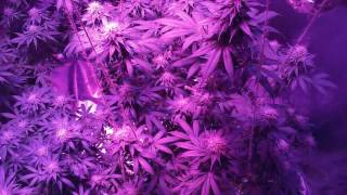How to grow lowkey 101pt65. Bloom Update Heavybuds