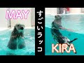 キレッキレのメイちゃんと控えめに頑張るキラちゃん!【ラッコのメイちゃんとキラちゃん6】!Sea Otterr”May and Kira&quot; Toba Aquarium鳥羽水族館 2021.4