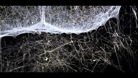 Should art comment on scientific phenomena?