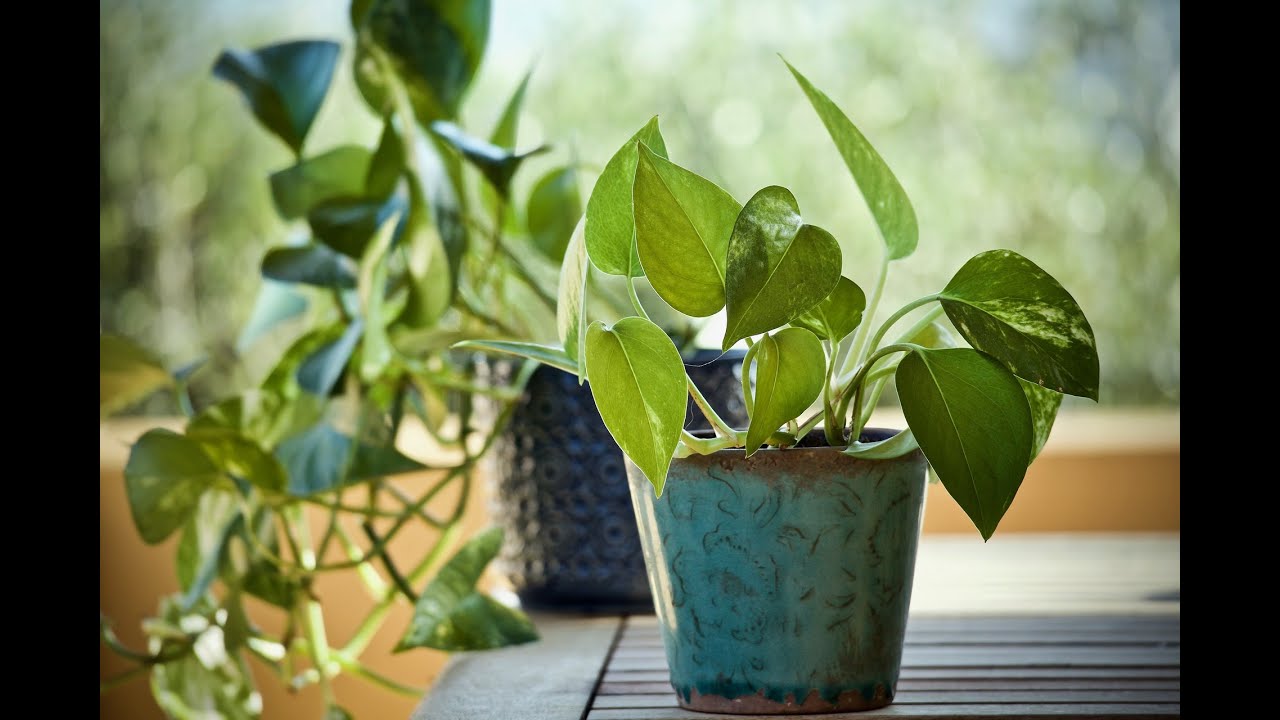 زراعة البوتس في الماء | وكيفيه تسميد نبات البوتس | والطريقه الصحيحه لعمل عقل البوتس