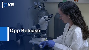 Imaging Dpp Release from Wing Disc | Protocol Preview