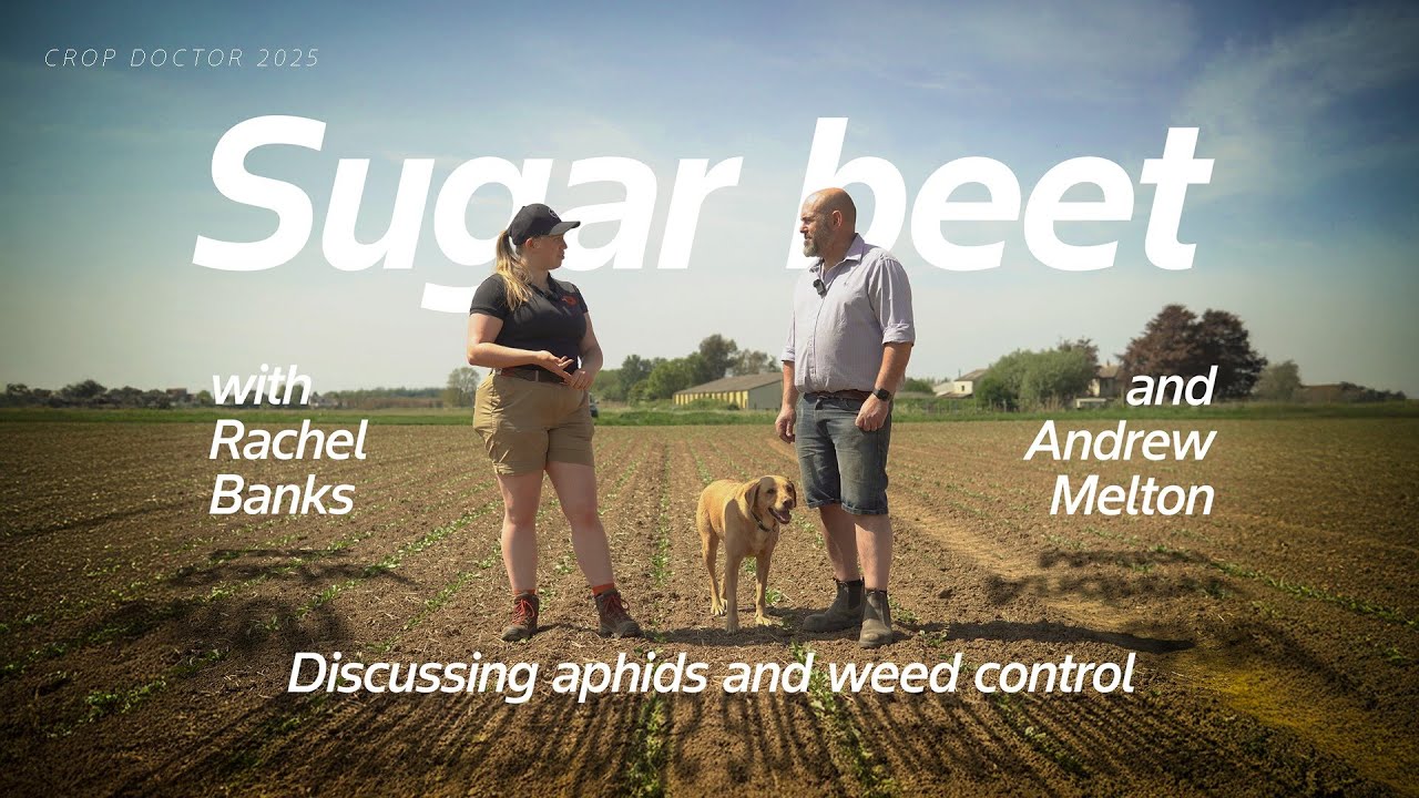 Sugar Beet | Aphid control & herbicide advice