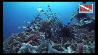 similan diving video -  lionfish