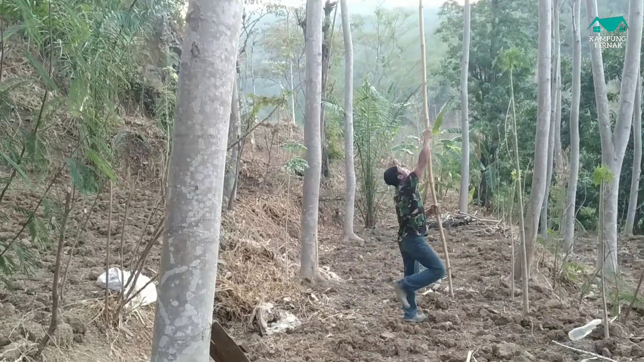 Pakan 0 (nol) Rupiah - Teknik Berburu Ramban Ternak Kambing Untung