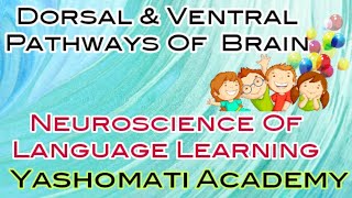 Dorsal & Ventricle Pathways of Brain ( For UGC NET,CTET,B.Ed & Nursing Students)