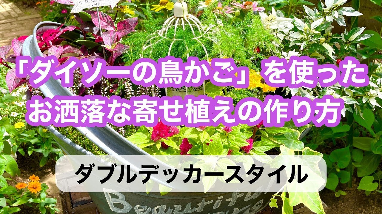 ガーデニングを楽しもう オシャレな寄せ植え作り ダイソーで購入した鳥かごを使った寄せ植え作りの動画です サフランの球根をしのばせてダブルデッカースタイルにしてあります ガーデニング Youtube