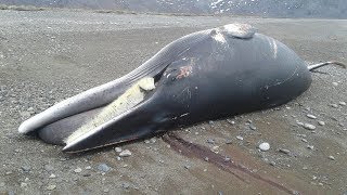 Мертвого детёныша кита нашли рыбаки на берегу рядом с Магаданом