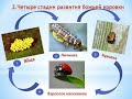 Жизненный цикл насекомых 🐞🐜🦋🐝🦟🕷