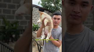 Dòng chó Corgi dòng chó nữ hoàng Alizabeth đã từng nuôi | 0941729777