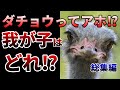 【ゆっくり】家族すら分からなくなる!ヤバイすぎるダチョウの生態とは⁉【総集編】