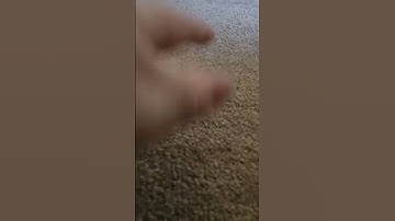 2+ minutes of carpet scratching asmr #aggressiveasmr #asmr #carpetasmr #carpetascratching