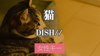 【女性キー(+3)】猫 - DISH//【生音風カラオケ・オフボーカル】