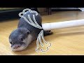 【バキュュューム!!】掃除機に吸われるカワウソのビンゴ