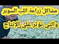 أخطر مشاكل زراعة اللب السوبر والتي تؤثر علي الإنتاج وطريقة الحصول علي أعلي إنتاج