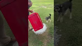 Funny dogs #dogs #funny #pets #funnypets #funnydogs
