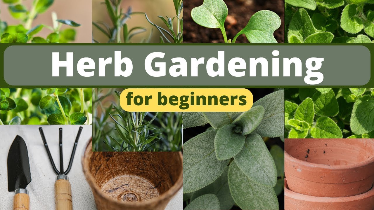 Planting An Herb Garden For Beginners You