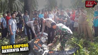 The Toothless Crocodile Was Finally Caught By Residents Dead After Being Hit By A Fishing Hook!!