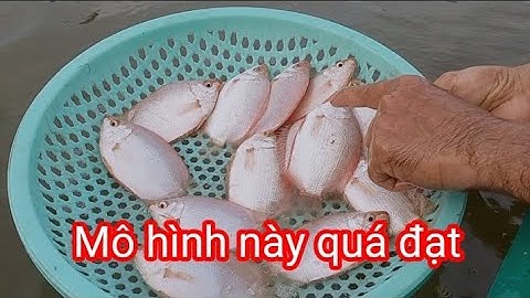 Mô hình nuôi cá hường hiệu quả nhất |#NôngDân5chấm