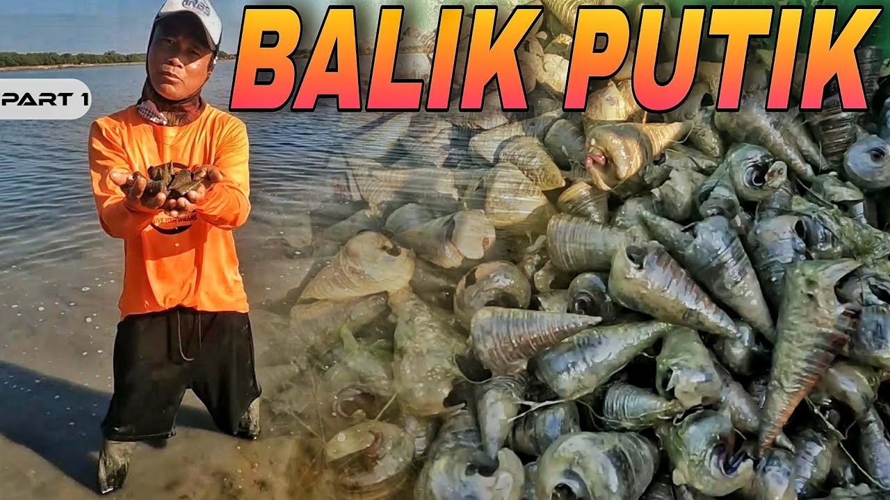 P1 - BALIK PUTIK