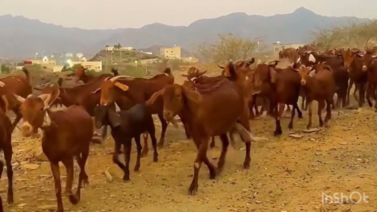 مراح ابو عمار القنوي