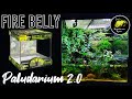 I'm Re Creating My Fire Belly Toad Tank Setup