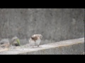 ヒバリの赤ちゃん