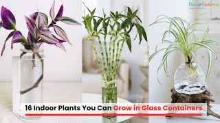 16 Indoor Plants You Can Grow in Glass Containers