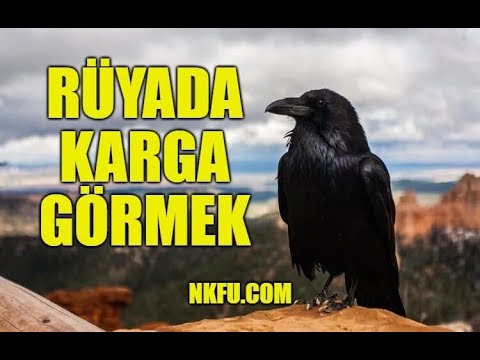 Video: Bir karga neden bir rüyada rüya görür?