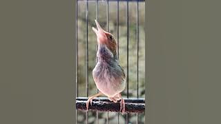 Prenjak Betina Gacor