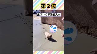 【2ch動物スレ】ハンデ付きなら余裕？人間と犬の早食い競争がカオス過ぎるｗｗｗ【犬特集】 dog  2ch動物スレ 犬 癒し